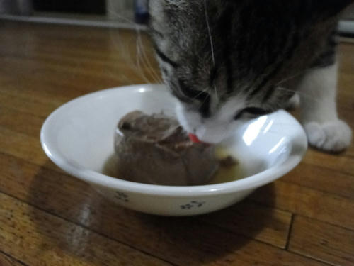 うまうま
