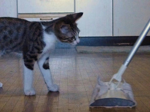 にゃにしてるの？