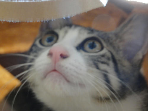 あれなんだろ～・・・