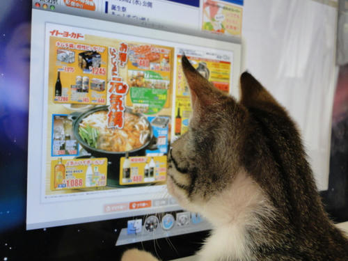 何がいいかしら？