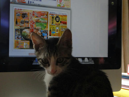 これになさいな。