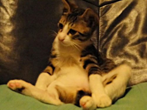 ベッキーにゃ♪