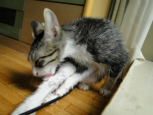 濡れ猫にゃ