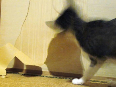 ベリベリベリッ！