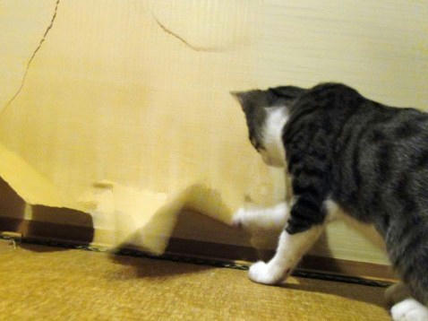 バリバリ♪