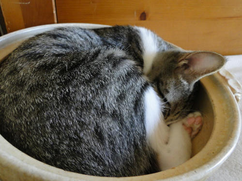 ねこ鍋てんこもり