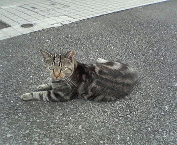 アメショ？
