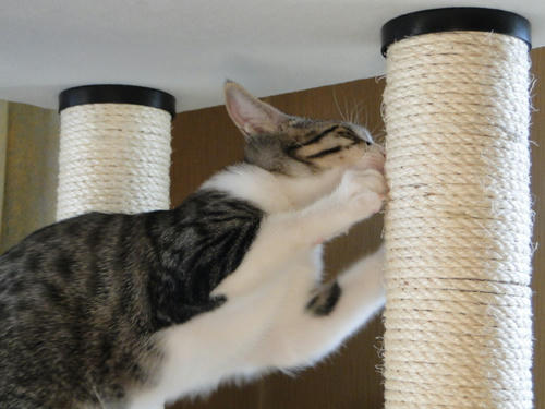 バリバリ　バリバリ