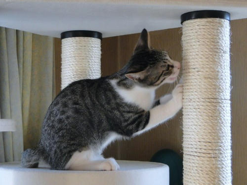 爪とぎは楽しいにゃ～