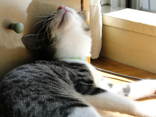 まじですかー