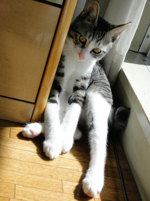 飽きちゃった・・・