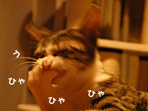 うひゃひゃ