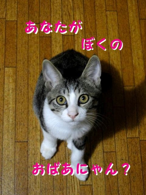 おばあにゃん？