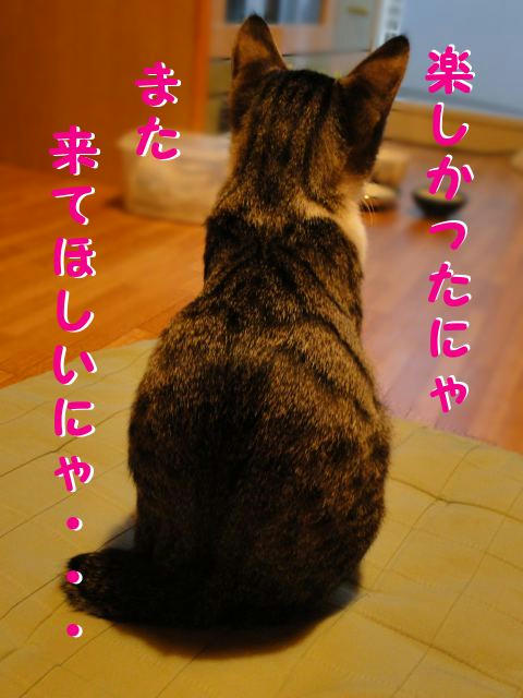 また来てにゃ