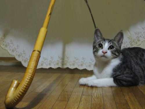 傘の下のだいふく