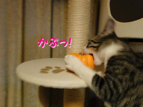 かぷっ！