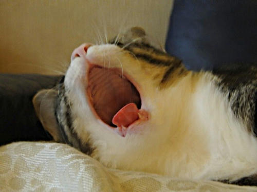 ふわぁ～～～