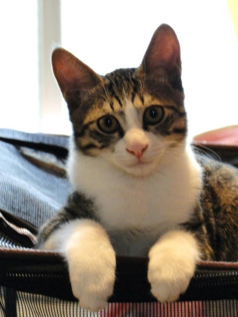 おねだり