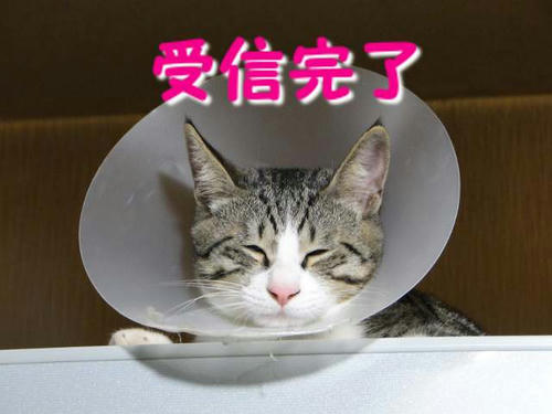 かいーの