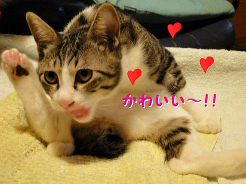 かわいいにゃ～!