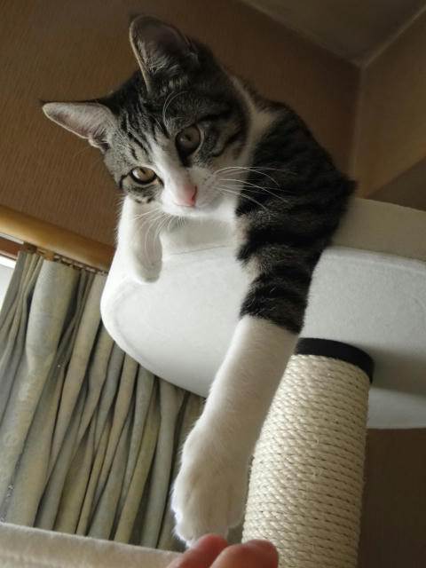 ちょいちょい