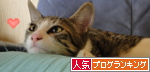 人気ブログランキング（猫ブログ）へ
