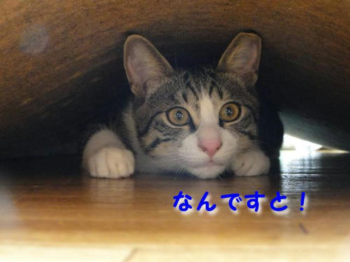 なんですと！