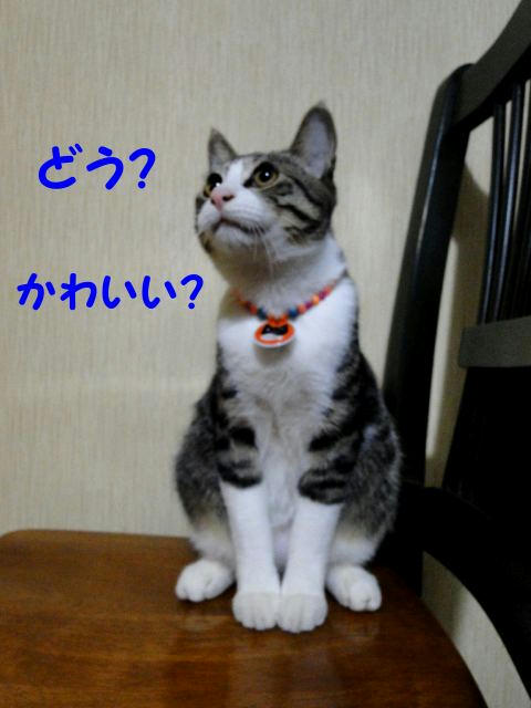 にあう？
