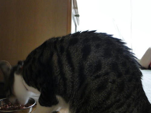 捨て子ザウルス