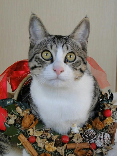 クリスマスリースにゃん♪