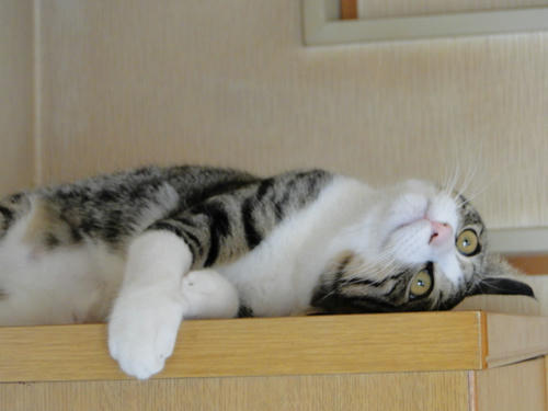 やだ。