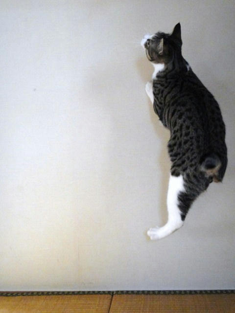 壁を登る猫