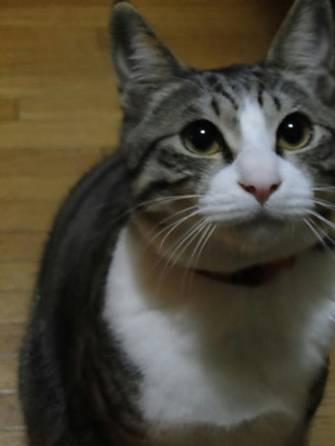 大盛りつゆだくで！