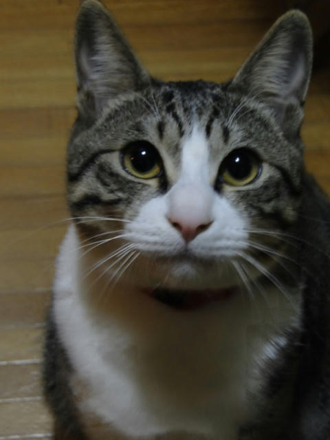 ください！