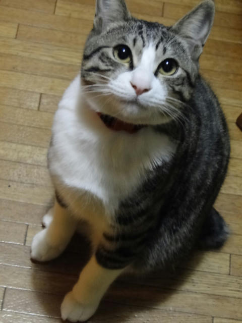 おかわり～