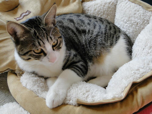 猫鍋状態（笑）