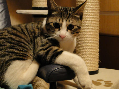 で、僕のは？