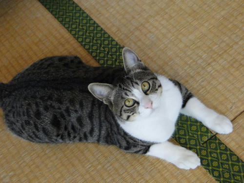 遊びたいにゃ