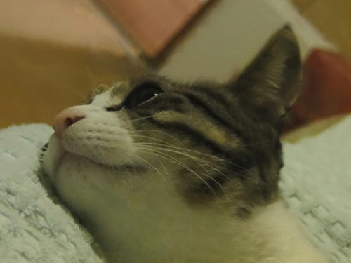 ぼけ～