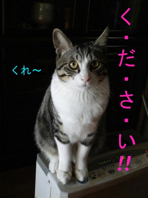 ください！