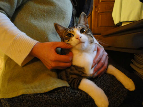 初膝猫