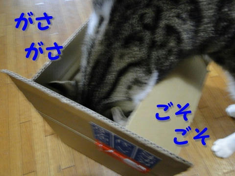 ごそごそ