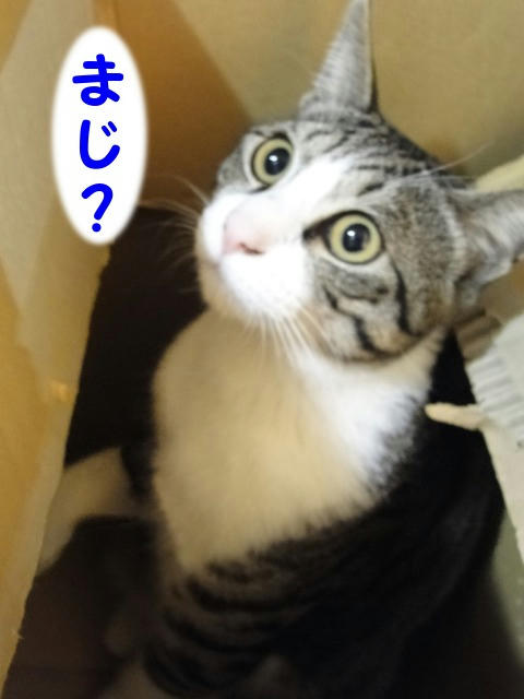 まじ？
