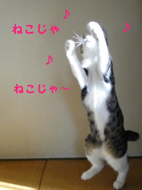 ねこじゃ踊り