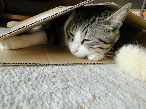うとうと