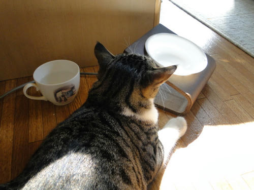 物陰から狙うお猫さま