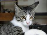 イヤ耳（イカ耳）のお猫さま