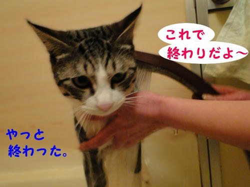 流して終わり♪