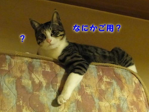 何か？