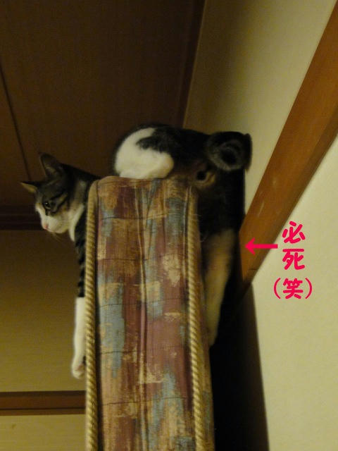 必死（笑）